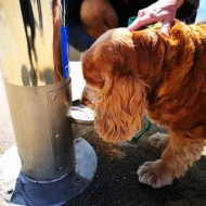 Fonts només per a mascotes